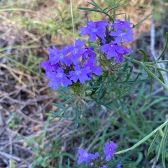 Aigula Seralinova, Астана