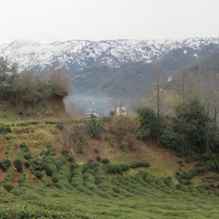 Volkan Soylu, 40 лет, Rize