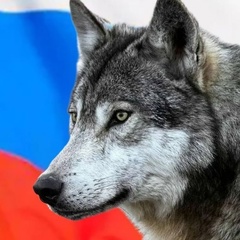 Russian Wolf, Тучково