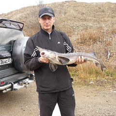 Дмитрий Сызганов, Благовещенск