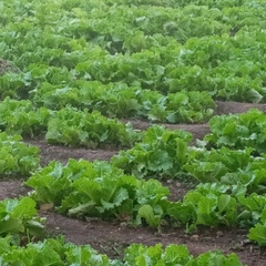 Sekou Tangara, 40 лет, Bamako