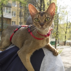 Артём Терлица, 37 лет, Москва