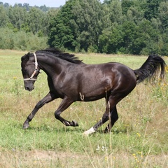 Лиля Фантазия, Тула