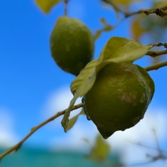 Юлия Юлия, Санкт-Петербург