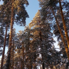 Александр Рязанский, Рязань