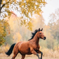 Ондар Начын