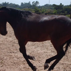 Carlos Hermano, São Paulo