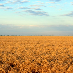 Алла Шульга, Одесса