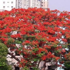 Ann Roy, 39 лет, Kolkata