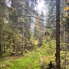 Александр Кулаков, Зеленоград