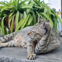 Metha Paengsap, 40 лет, Nakhon Ratchasima