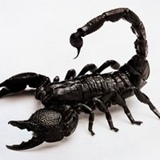 Scorpion Noirscorpion, 36 лет, Alger