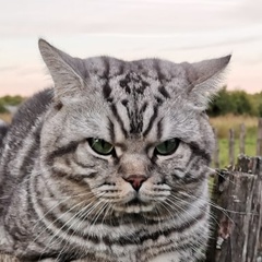 Wütende Katze, Смоленск