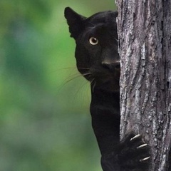 Василий Костевич, 28 лет, Nassau