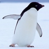 Creepy Penguin, Pemba