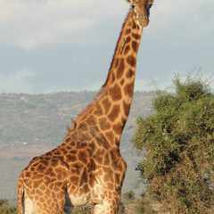 African-Sermon Safaris, Nairobi