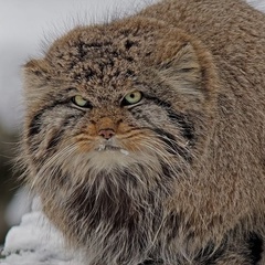 Алексей Бахирев