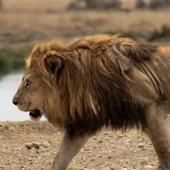 Valensi Safari, Zanzibar