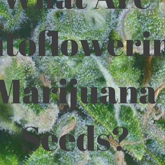 Autoflowering-Feminized-Seeds Feminized-Seeds, 36 лет, Iloilo