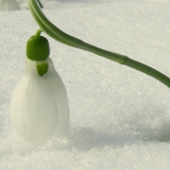 Виктория Алексейчук(Левинская), Симферополь