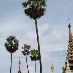 Tin Maung, 72 года, Mandalay