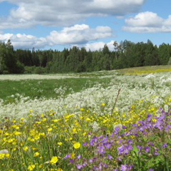 Ирина Цыплухина, Санкт-Петербург