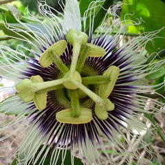 Najoua Ferchichi, 57 лет, Fort-de-France