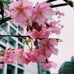 Виктория Шерн, 30 лет, Tokyo