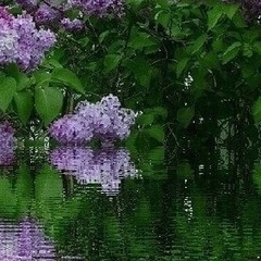 Серина Заляева, Кавзияково