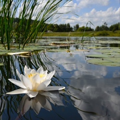 Ольга Арсоба, Окуловка