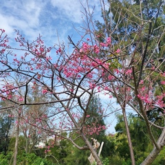 李敖 顏, 66 лет, Kaohsiung