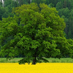 Таня Суховий, Черкассы