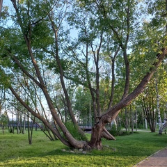 Арсен Аджиев, Санкт-Петербург