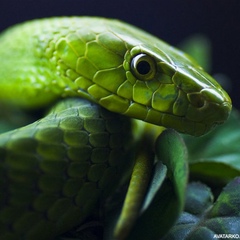 Snake Pliskin, 24 года, Kabul