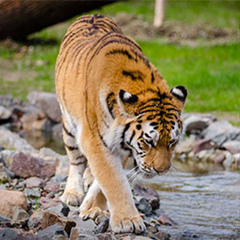 Jim-Corbett Uttarakhand, 36 лет, Nainital