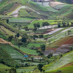 Vonza Monza, 34 года, Bandung