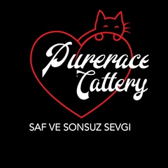 Purerace Cattery, 24 года, Ankara