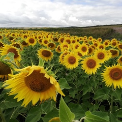 Татьяна Лесникова, Пермь