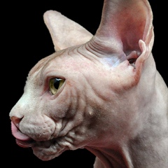 Lefthand Sphynx, Пловдив