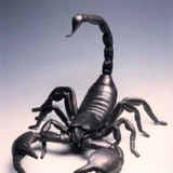 Scorpion Xxxxxxxxxxxxx, Санкт-Петербург