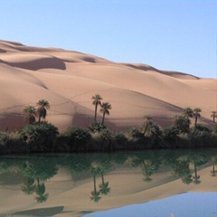 Амир Шейхов, Братский