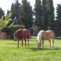 Dany Caspar, 74 года, Obernai