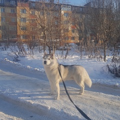 Лариса Вовненко, Архангельск