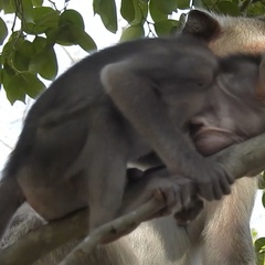 Cheab Sreypich, 32 года, Phnom Penh