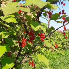 Наталья Соколова, Краснодар