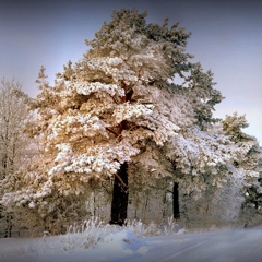 Олег Сафиуллин, Ижевск