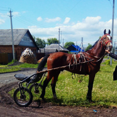 Николай Стоянов