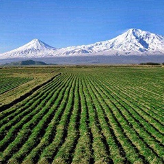 Артур Петросян