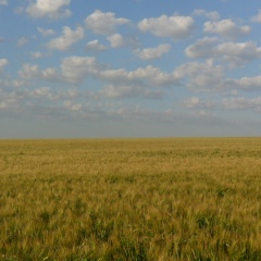 Андрей Буданов, Воронеж