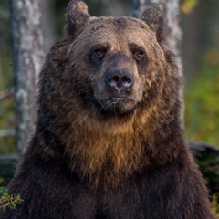 Александр Сашин, Чехов